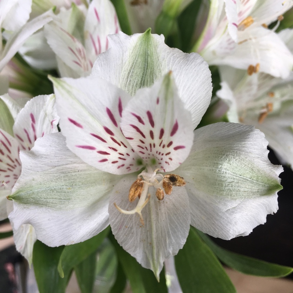 Meet your Posher, Melissa